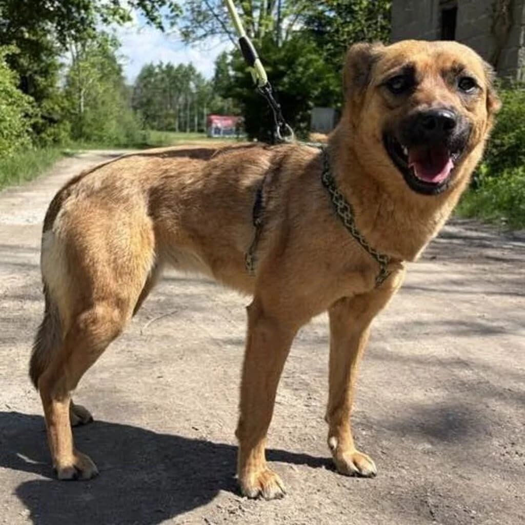 Kokoszka, female young Mixed Breed for adoption at SALVA Hundehilfe e.V.