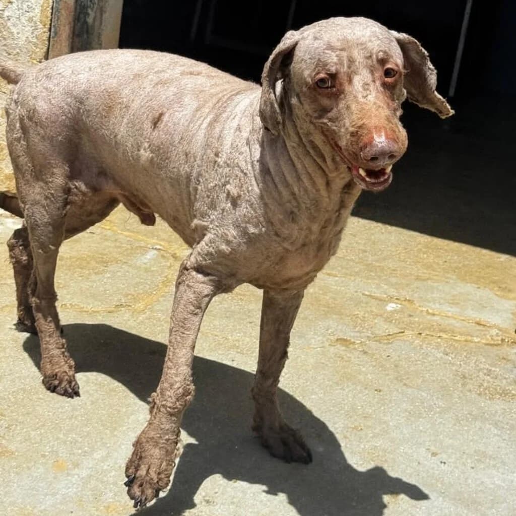 Mojito, male senior mixed breed for adoption at SALVA Hundehilfe e.V.