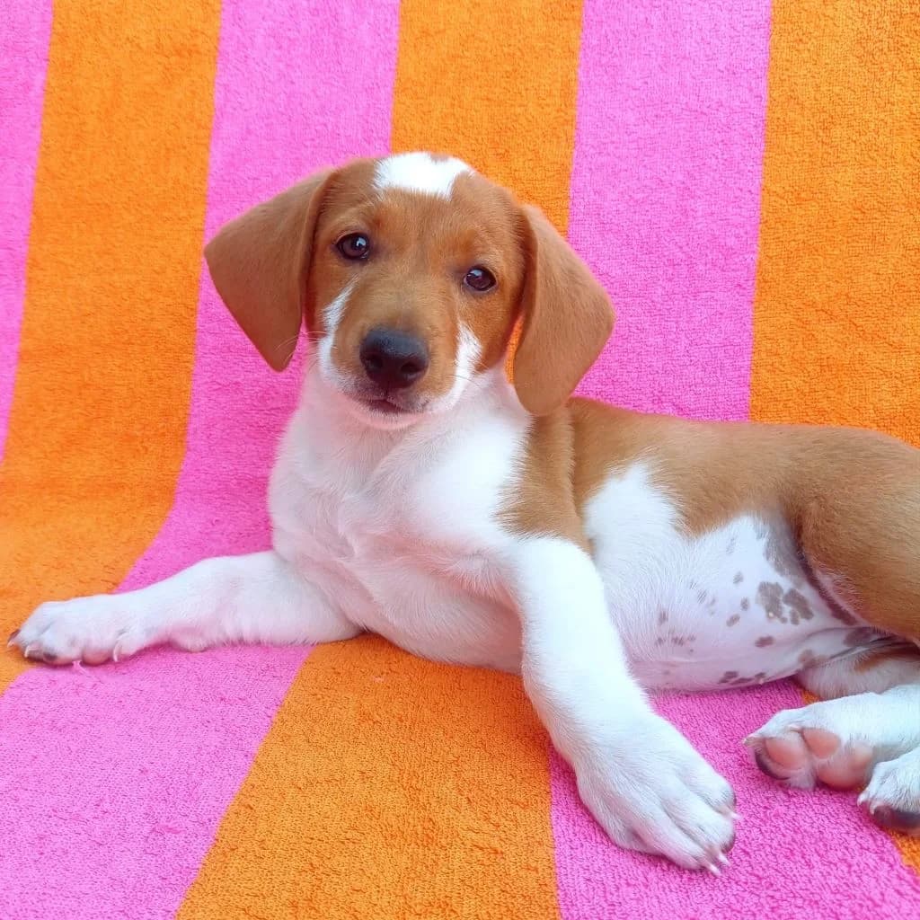 Fresa, female puppy Beagle for adoption at SALVA Hundehilfe e.V.