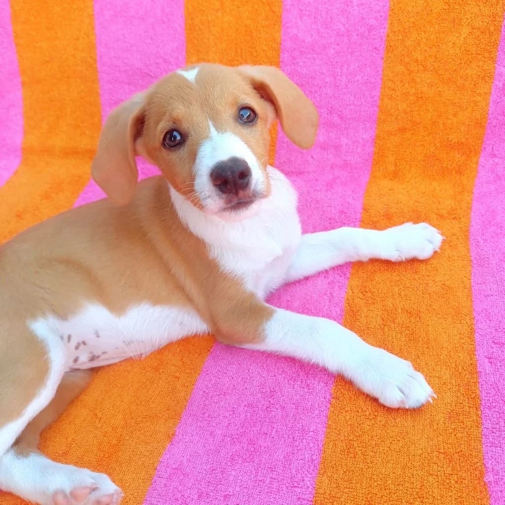 Frambuesa, female puppy Beagle for adoption at SALVA Hundehilfe e.V.