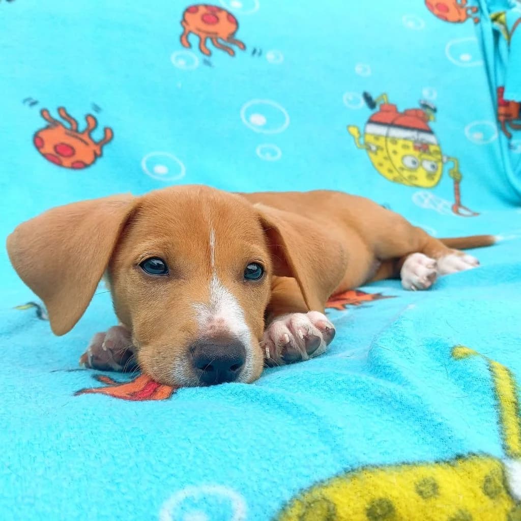 Cereza, female puppy Beagle for adoption at SALVA Hundehilfe e.V.