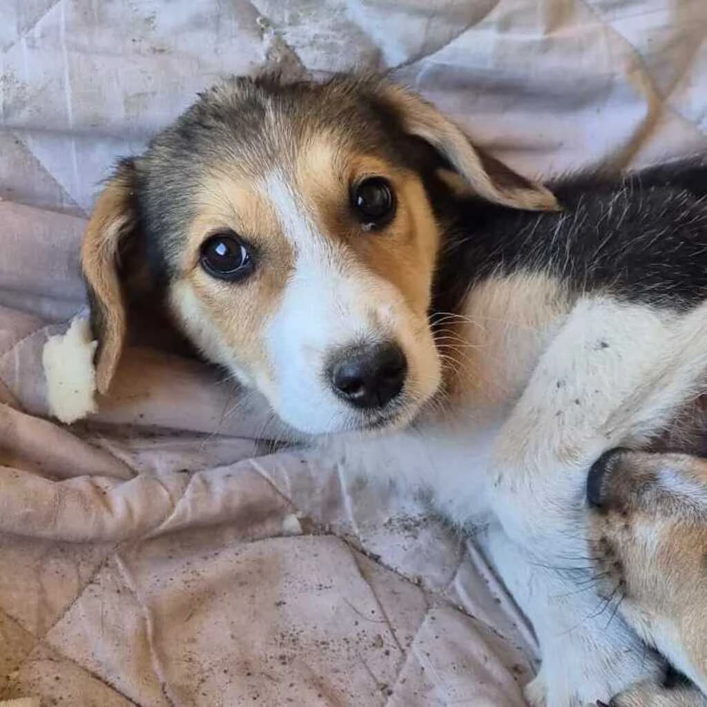 Pola, female puppy Mixed Breed for adoption at SALVA Hundehilfe e.V.