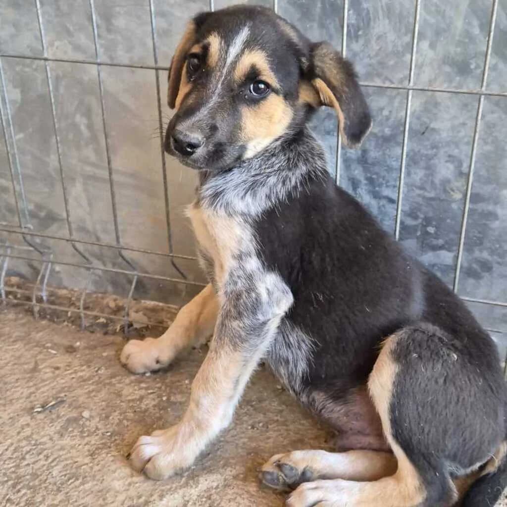 Bono, male puppy Mixed Breed for adoption at SALVA Hundehilfe e.V.