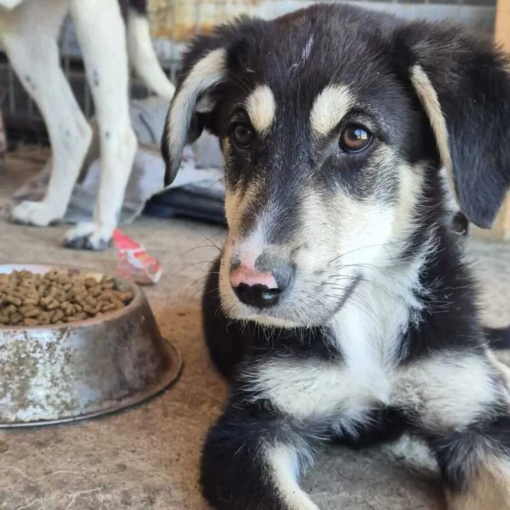 Nero, male puppy Mixed Breed for adoption at SALVA Hundehilfe e.V.