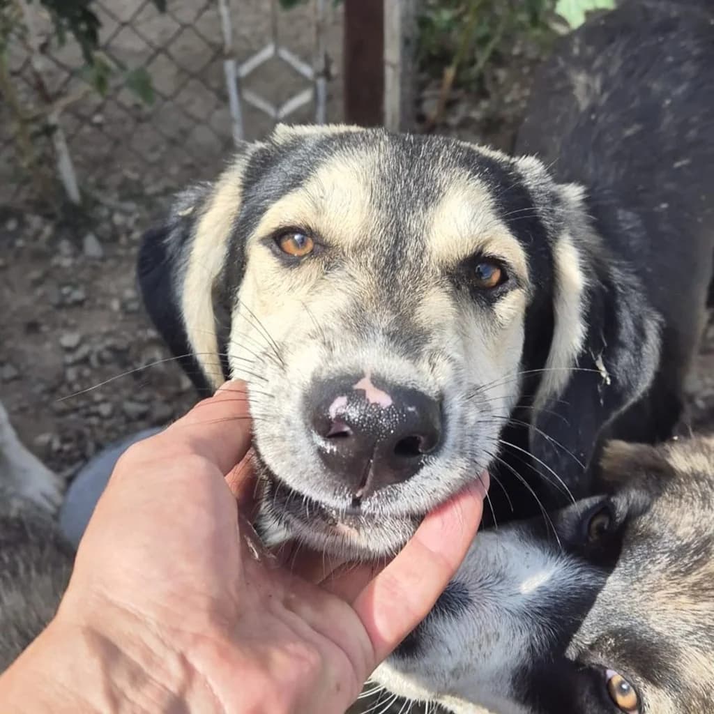 Nero, male puppy Mixed Breed for adoption at SALVA Hundehilfe e.V.