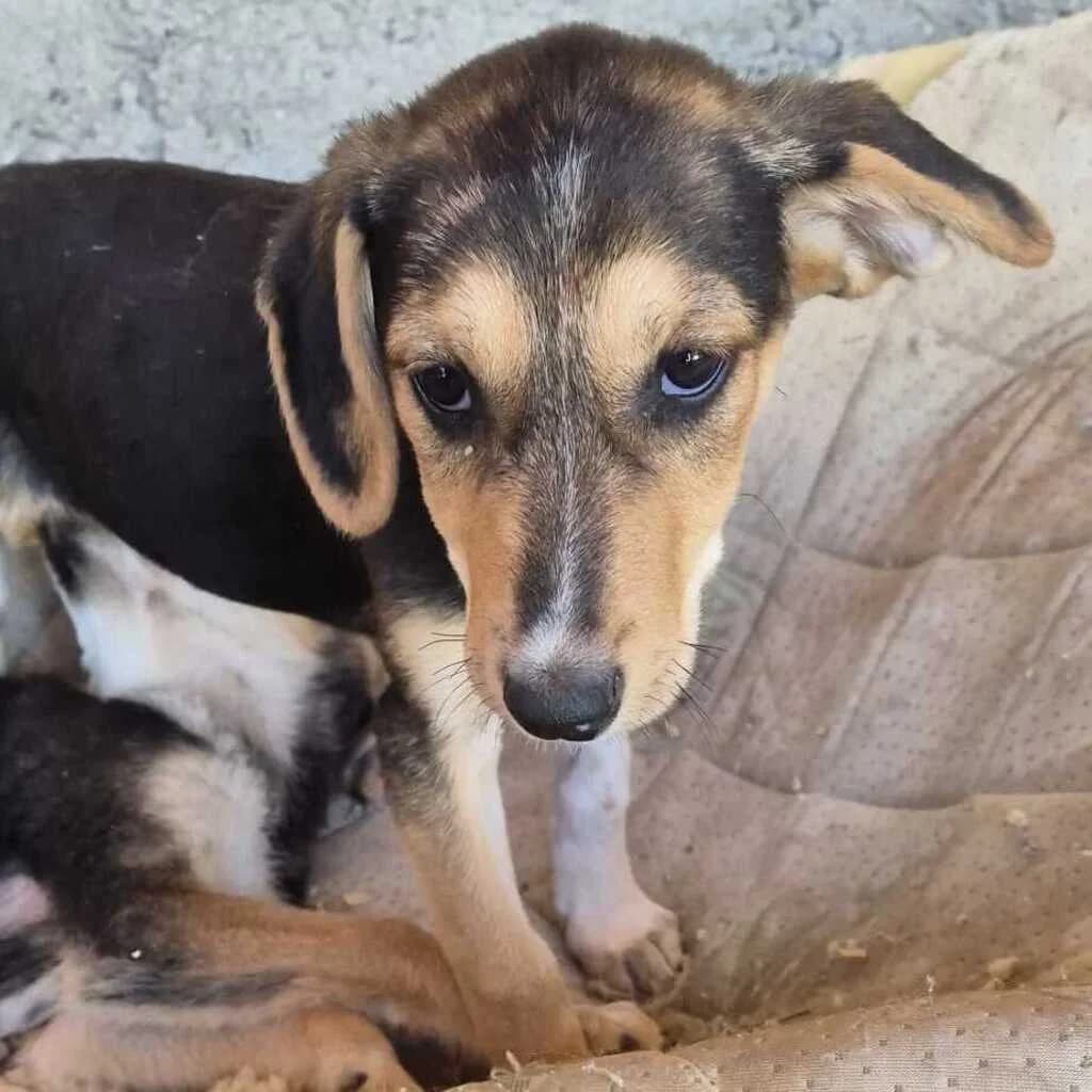 Effie, female puppy Mixed Breed for adoption at SALVA Hundehilfe e.V.