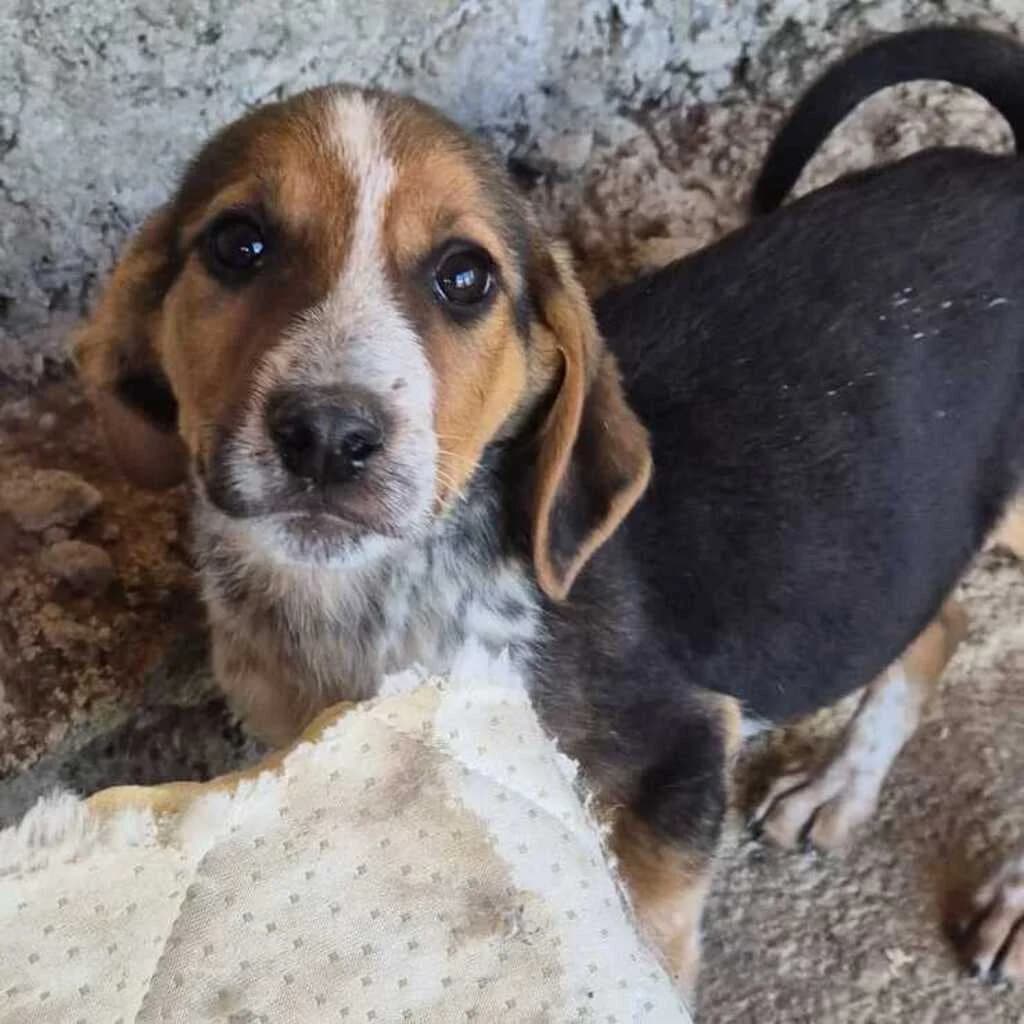 Berry, male puppy Mixed Breed for adoption at SALVA Hundehilfe e.V.