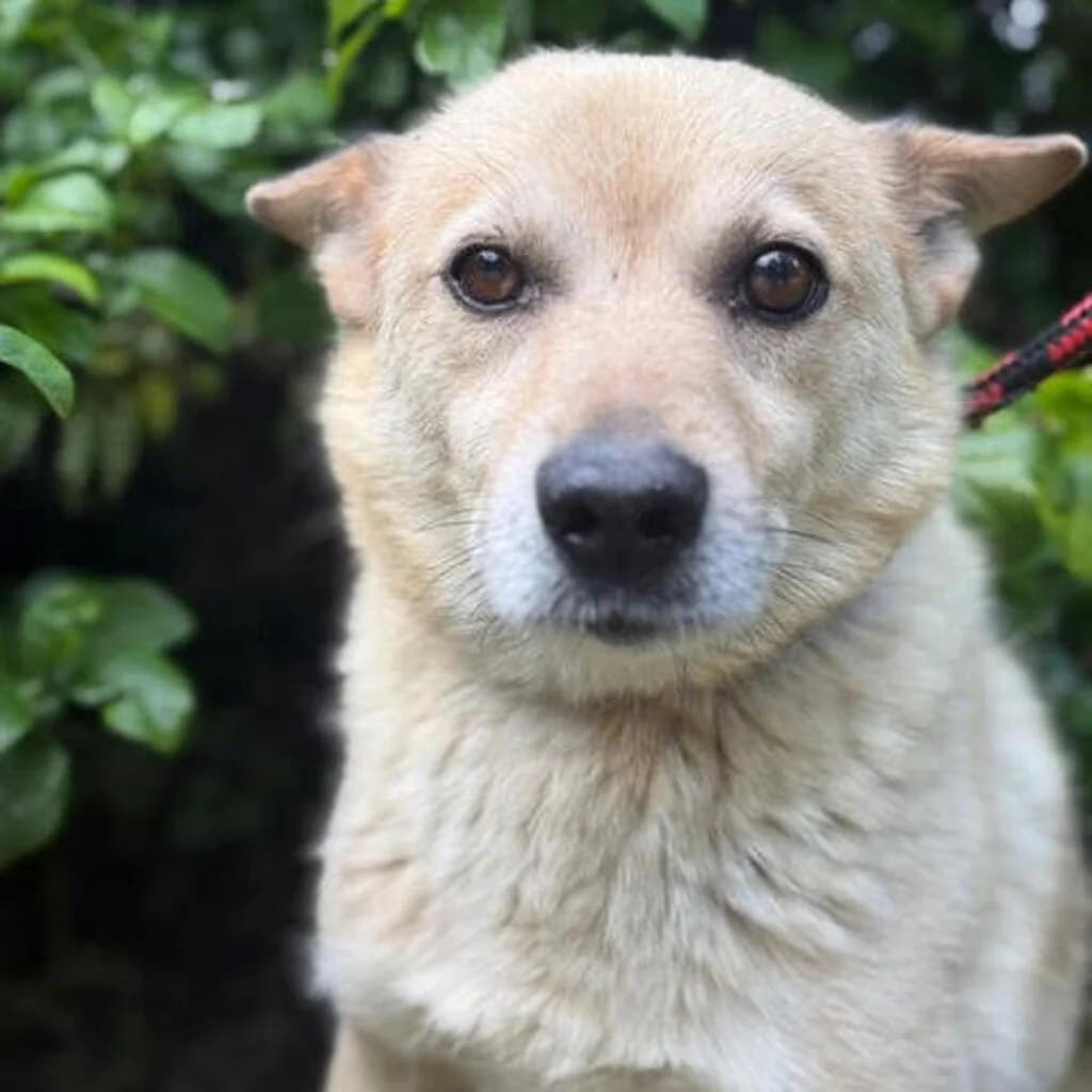 Perun, male 5yo Mixed Breed for adoption at SALVA Hundehilfe e.V.