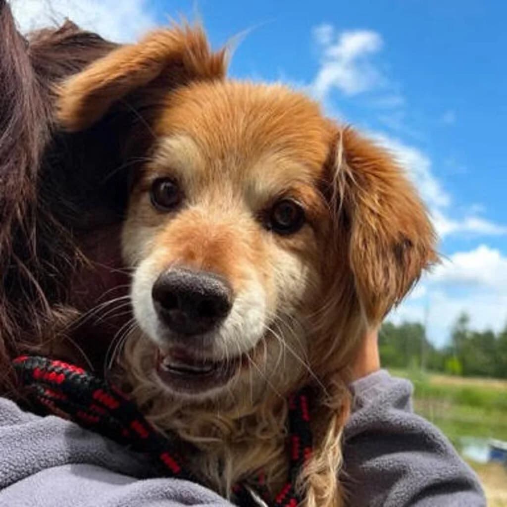 Beryl, male 6yo Mixed Breed for adoption at SALVA Hundehilfe e.V.