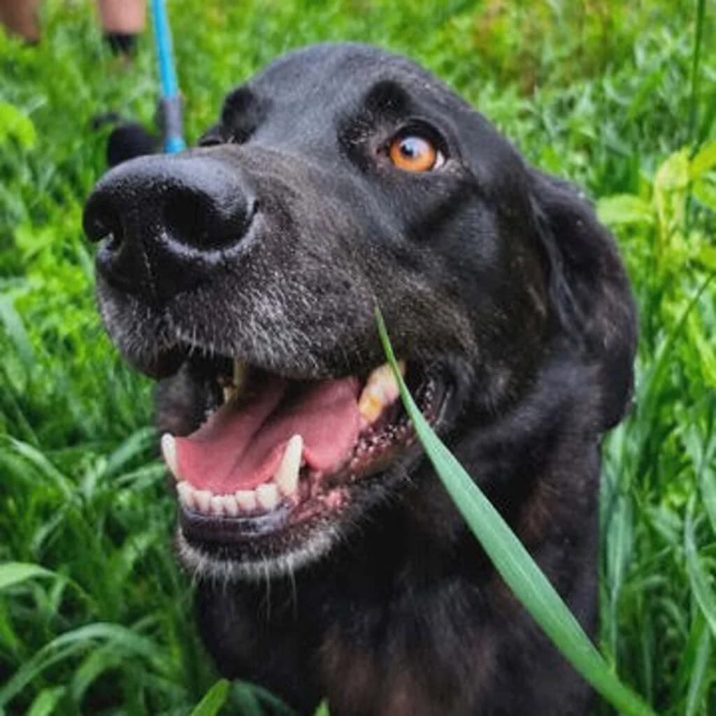 Bryza, gold female young Mixed Breed for adoption at SALVA Hundehilfe e.V.
