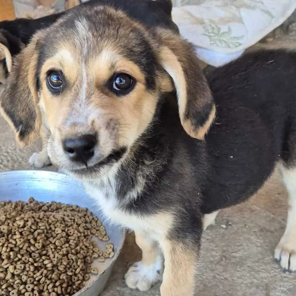 Ernie, male puppy Mixed Breed for adoption at SALVA Hundehilfe e.V.