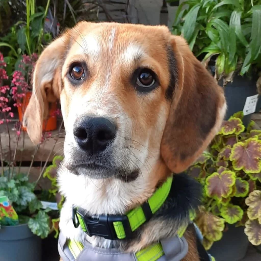 Ernie, male puppy Mixed Breed for adoption at SALVA Hundehilfe e.V.