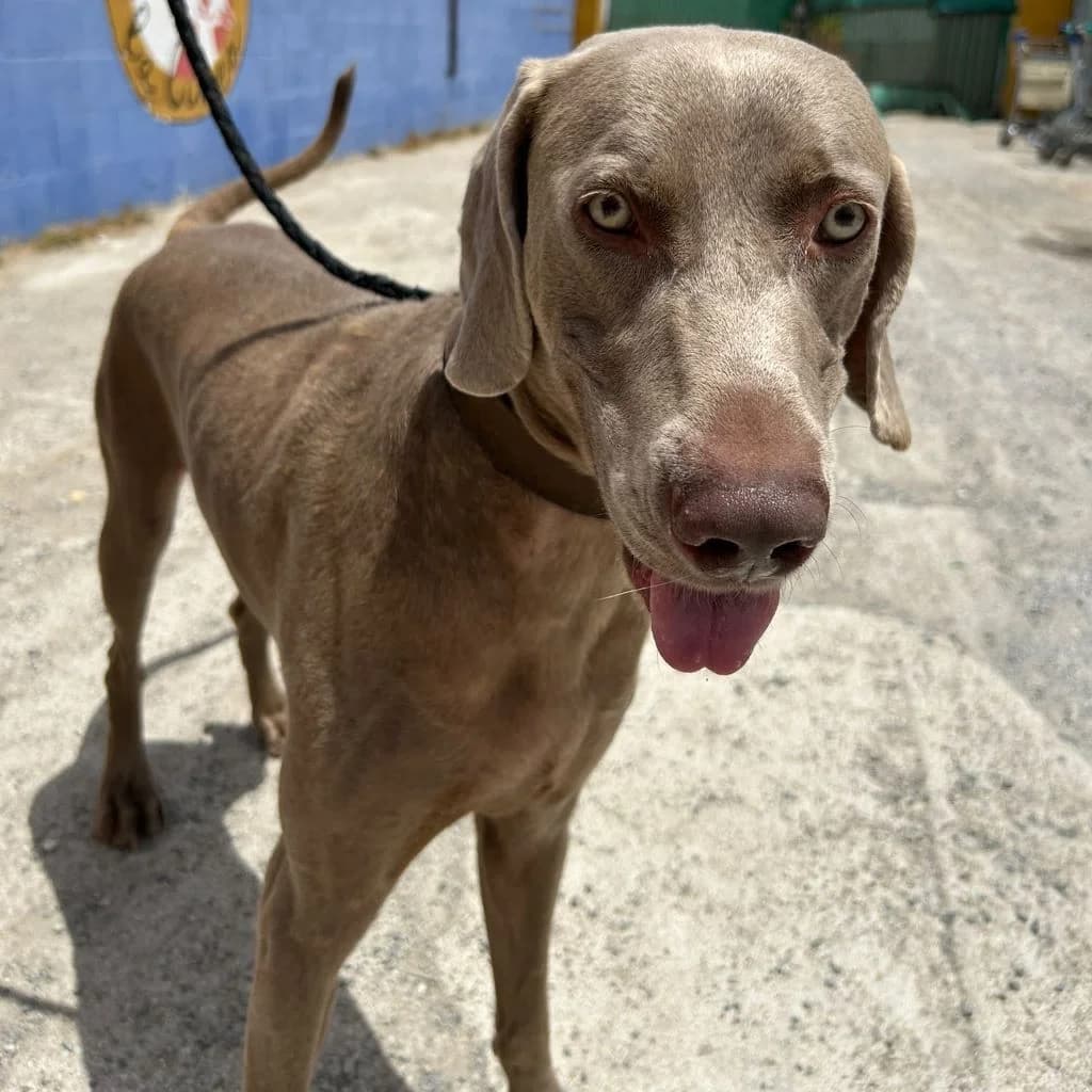 Stephan, male young Weimaraner for adoption at SALVA Hundehilfe e.V.