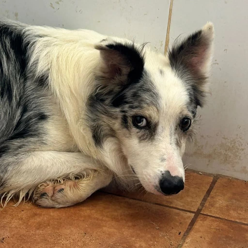 Daniel, male 3yo Border Collie for adoption at SALVA Hundehilfe e.V.