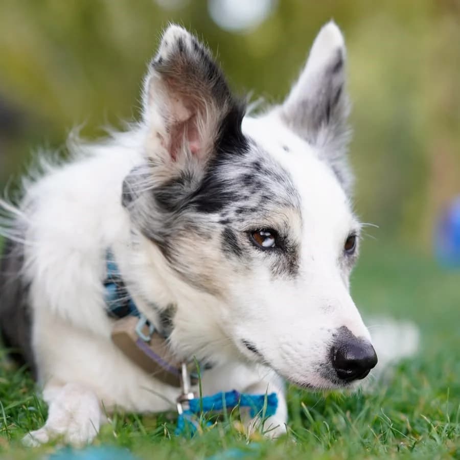 Daniel, merle male 3yo Border Collie for adoption at SALVA Hundehilfe e.V.