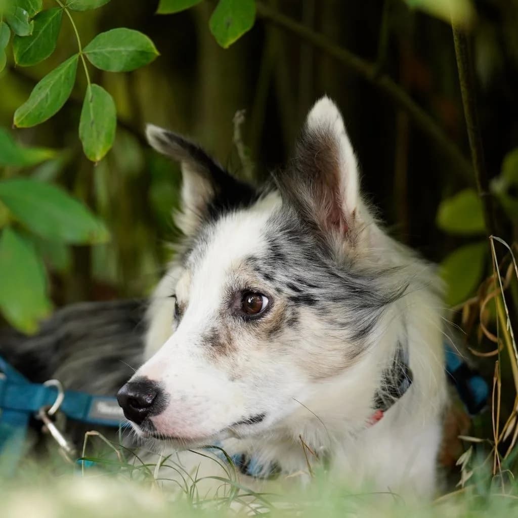 Daniel, merle male 3yo Border Collie for adoption at SALVA Hundehilfe e.V.