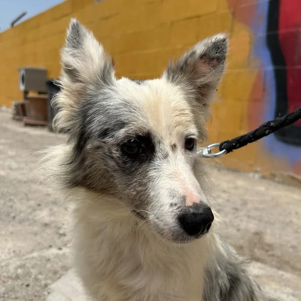 Mei, female puppy Border Collie for adoption at SALVA Hundehilfe e.V.