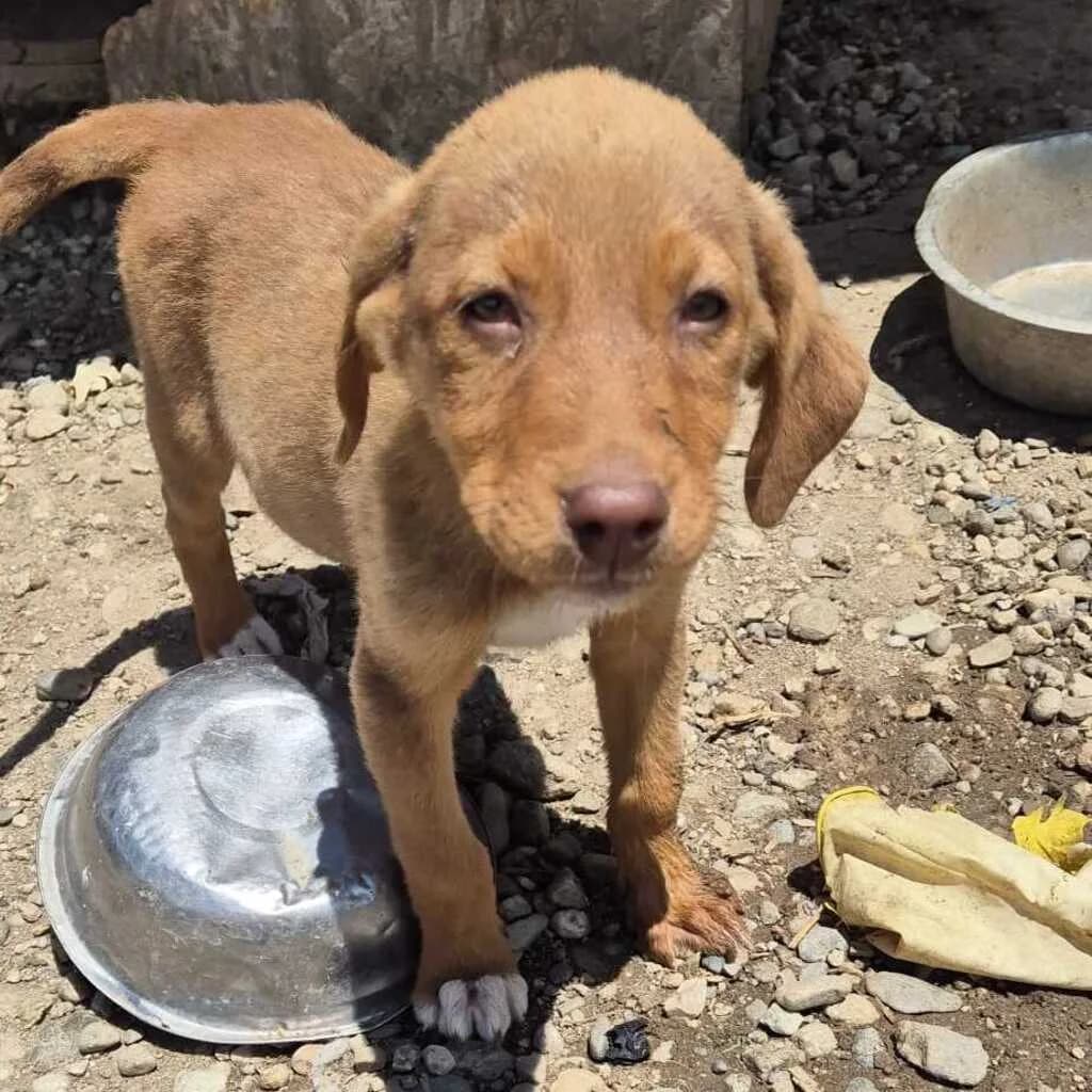 Olaf, male puppy Mixed Breed for adoption at SALVA Hundehilfe e.V.