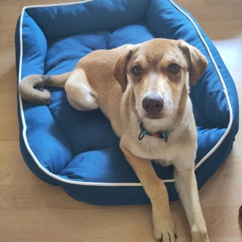 Juna, female puppy Mixed Breed for adoption at SALVA Hundehilfe e.V.