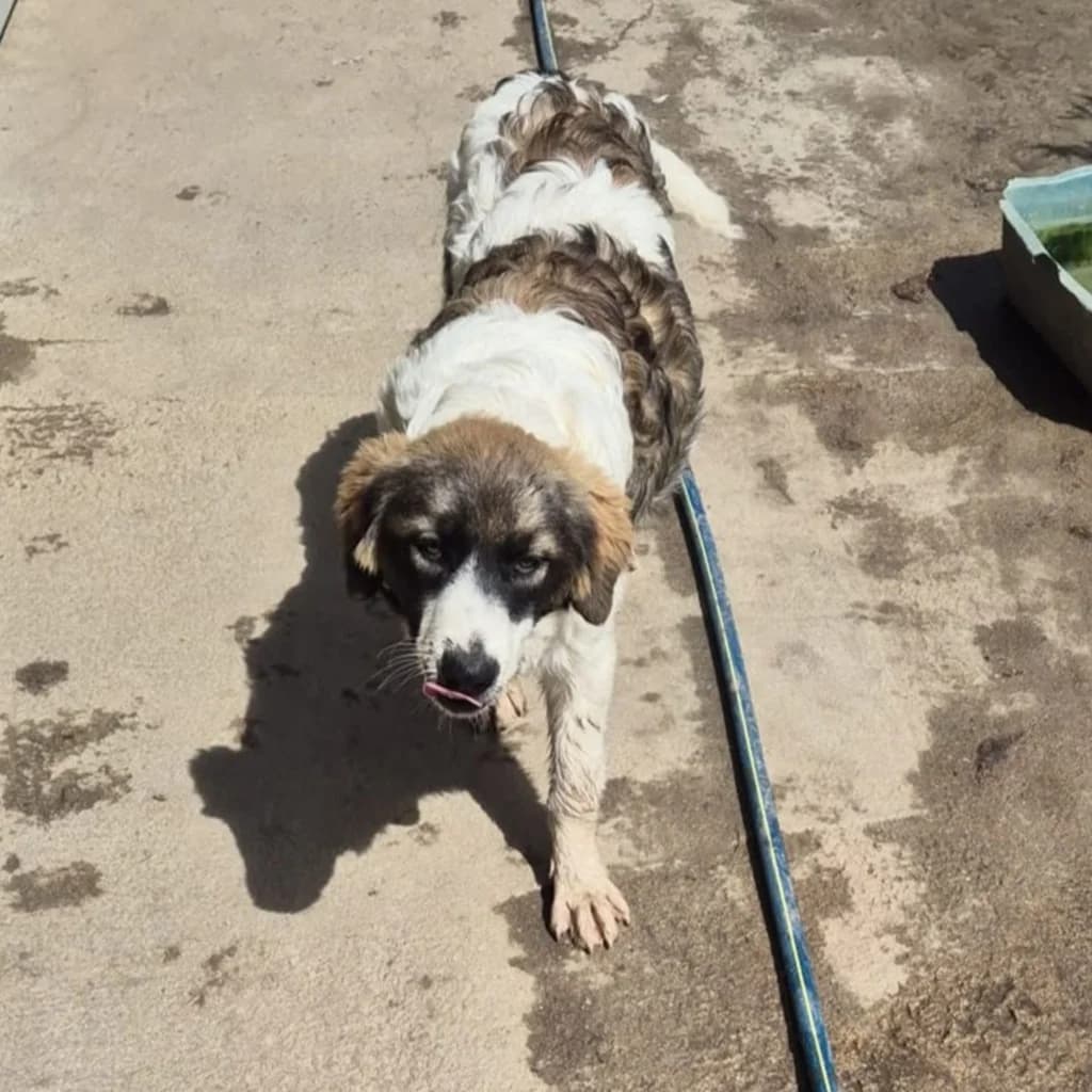 Heike, female puppy Mixed Breed for adoption at SALVA Hundehilfe e.V.