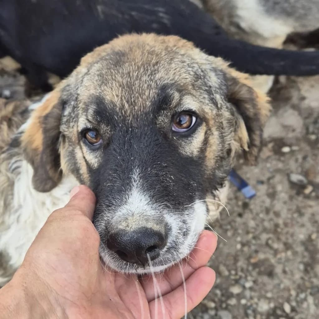 Thelma, female puppy Mixed Breed for adoption at SALVA Hundehilfe e.V.