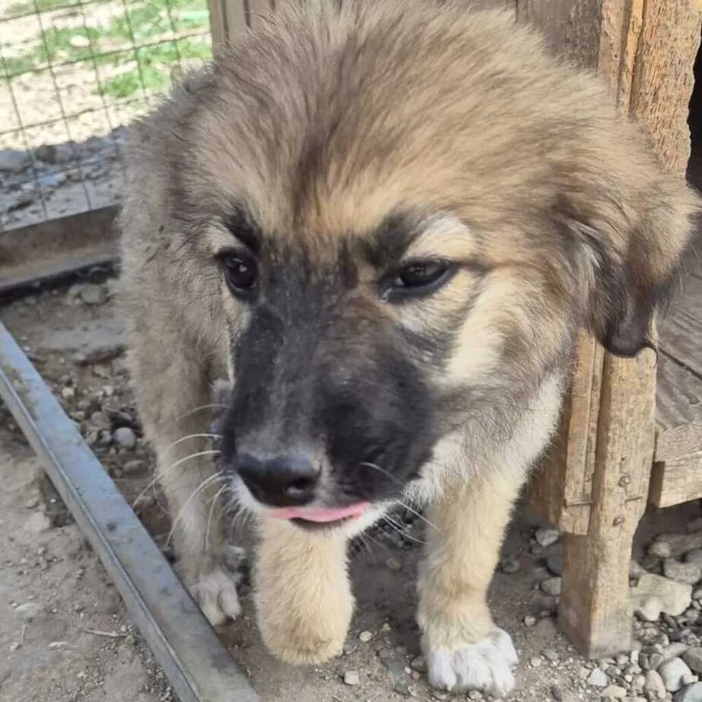 Margret, female puppy Mixed Breed for adoption at SALVA Hundehilfe e.V.