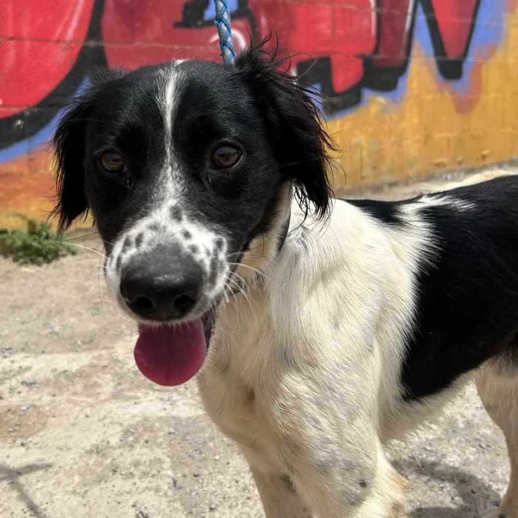 Pintas, male young Mixed Breed for adoption at SALVA Hundehilfe e.V.