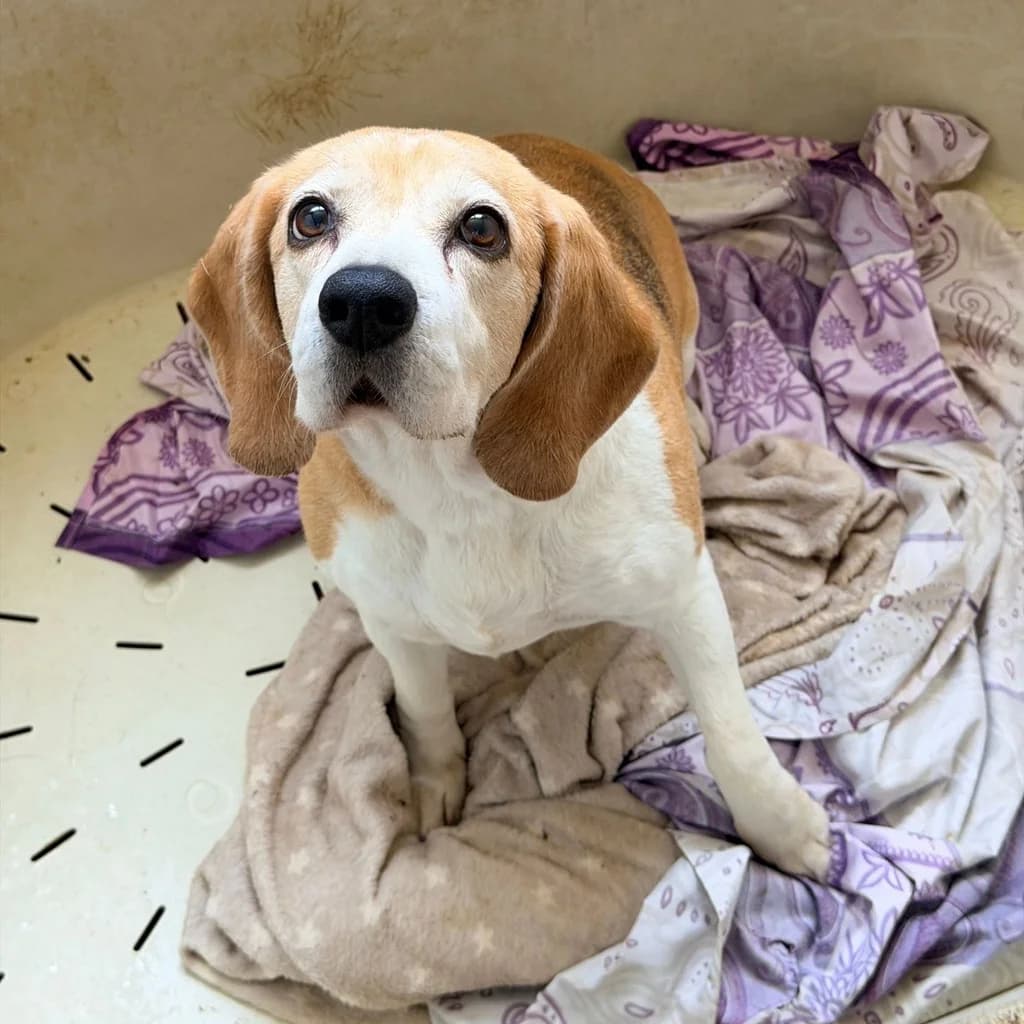 Bella, female senior Beagle for adoption at SALVA Hundehilfe e.V.