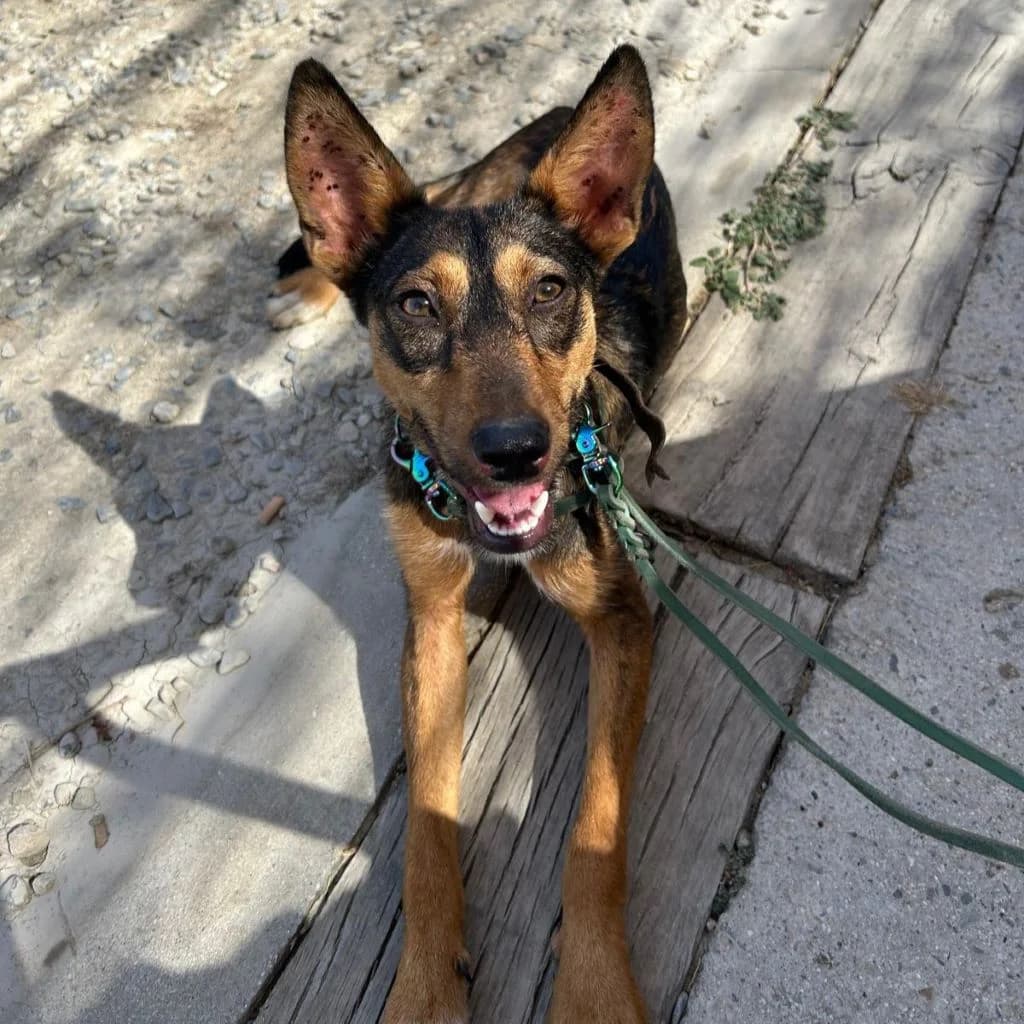 Chepi, male puppy Mixed Breed for adoption at SALVA Hundehilfe e.V.