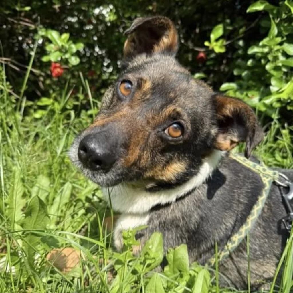 Donat, male 3yo Mixed Breed for adoption at SALVA Hundehilfe e.V.