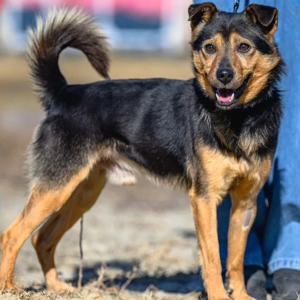 Burek, male 5yo Mixed Breed for adoption at SALVA Hundehilfe e.V.