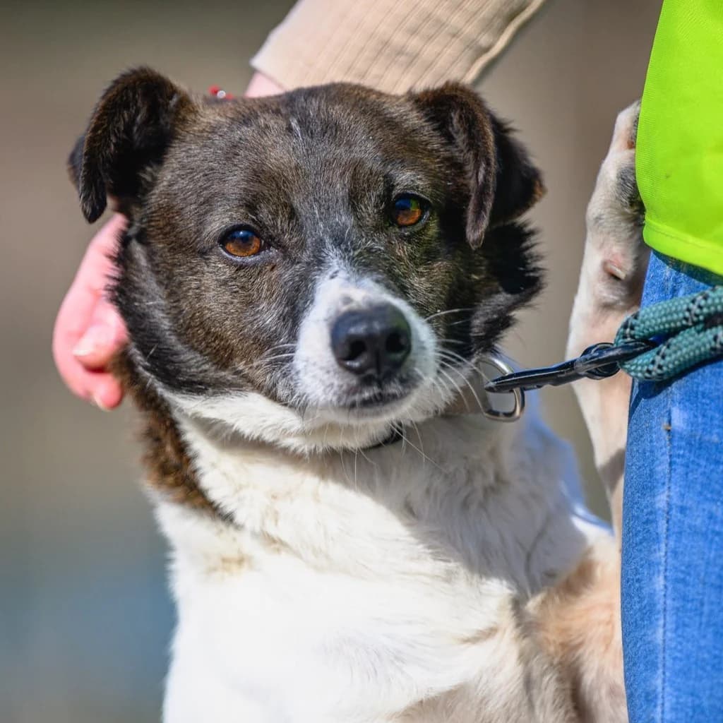 Franklin, male 3yo Mixed Breed for adoption at SALVA Hundehilfe e.V.