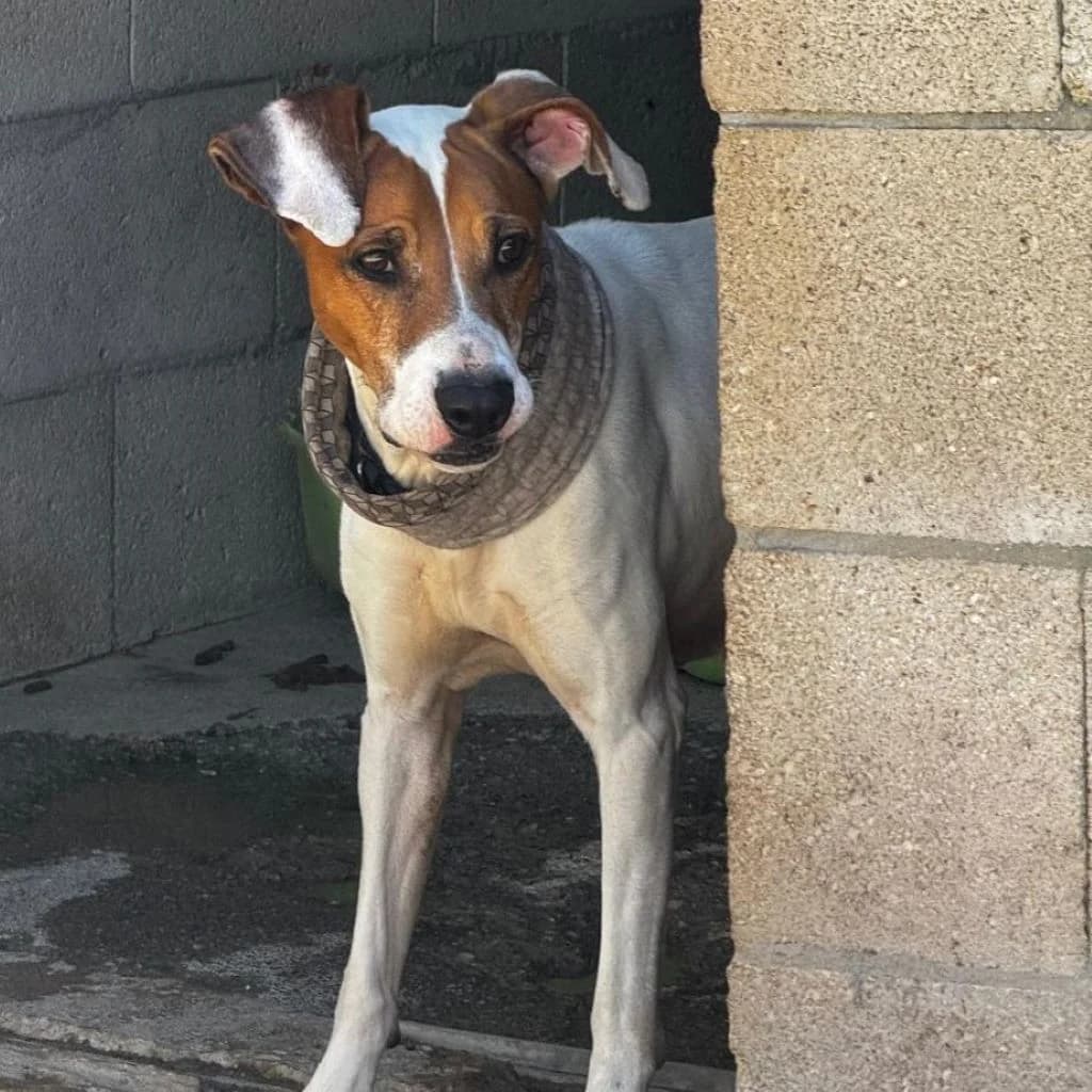 Soraya, female young Mixed Breed for adoption at SALVA Hundehilfe e.V.