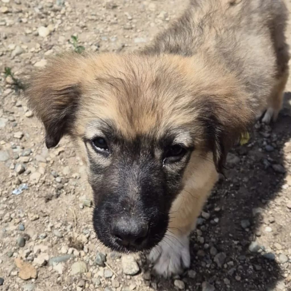 Emmi, female puppy Mixed Breed for adoption at SALVA Hundehilfe e.V.