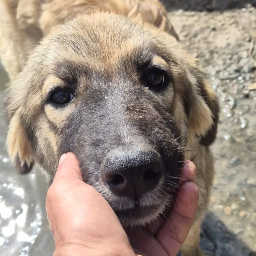 Emmi, female puppy Mixed Breed for adoption at SALVA Hundehilfe e.V.