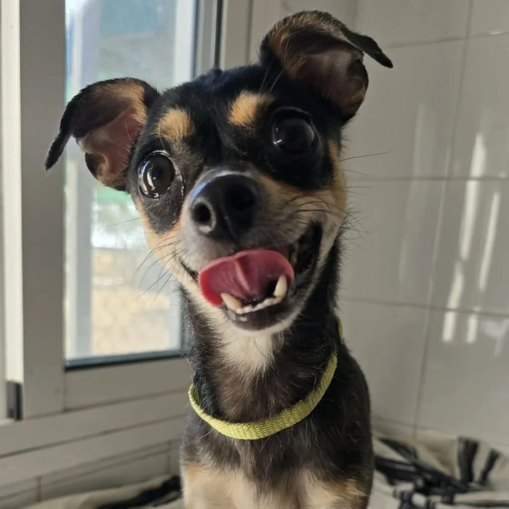 Chuche, female young Chihuahua for adoption at SALVA Hundehilfe e.V.