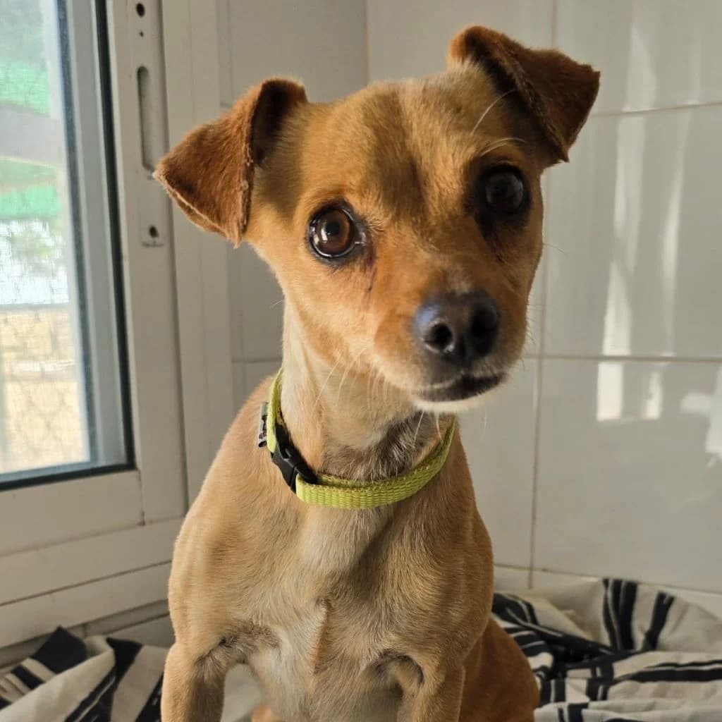 Chispita, female 3yo Chihuahua for adoption at SALVA Hundehilfe e.V.