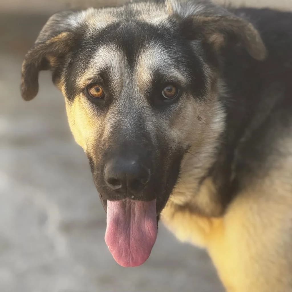Logan, male young German Shepherd for adoption at SALVA Hundehilfe e.V.