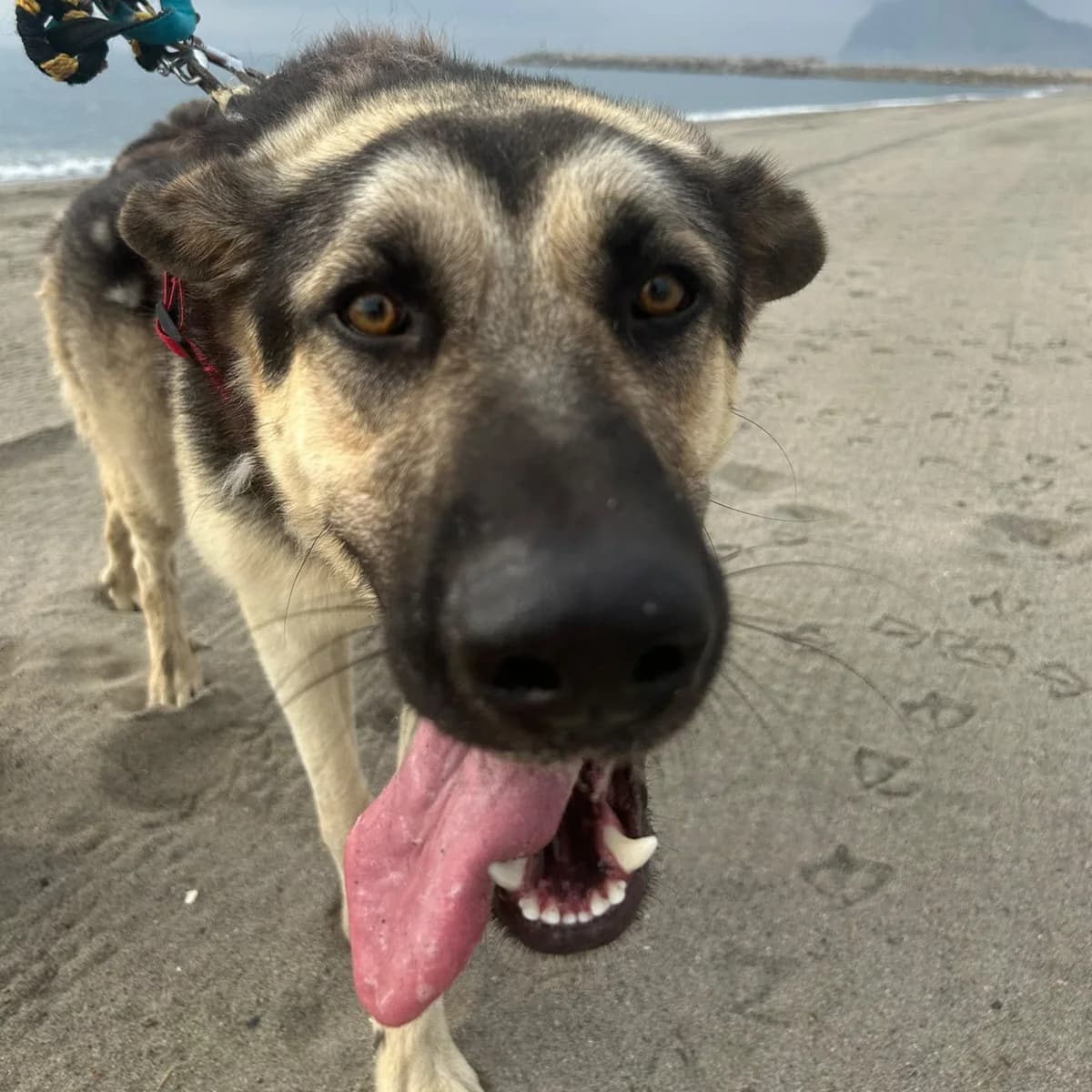 Logan, male young German Shepherd for adoption at SALVA Hundehilfe e.V.