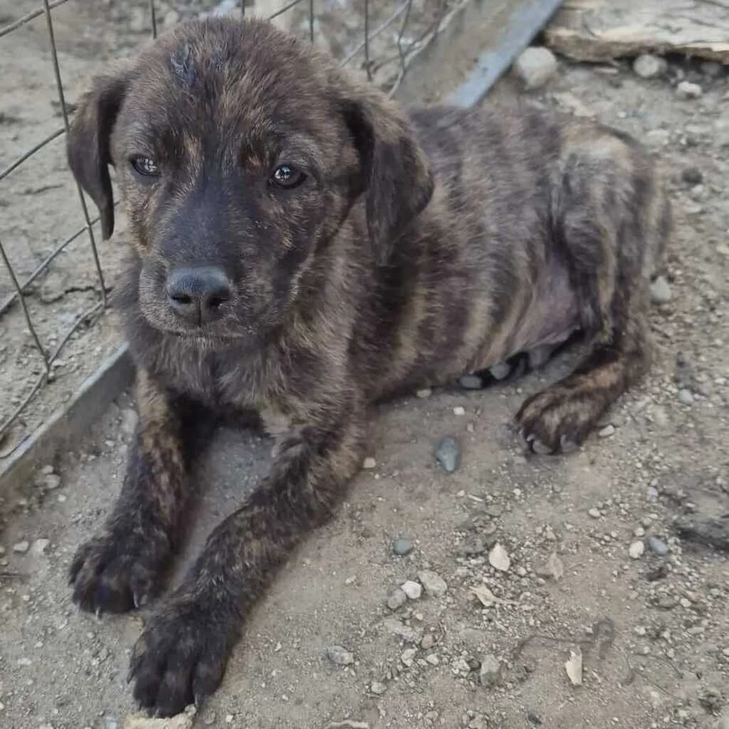 Tarje, male puppy Mixed Breed for adoption at SALVA Hundehilfe e.V.