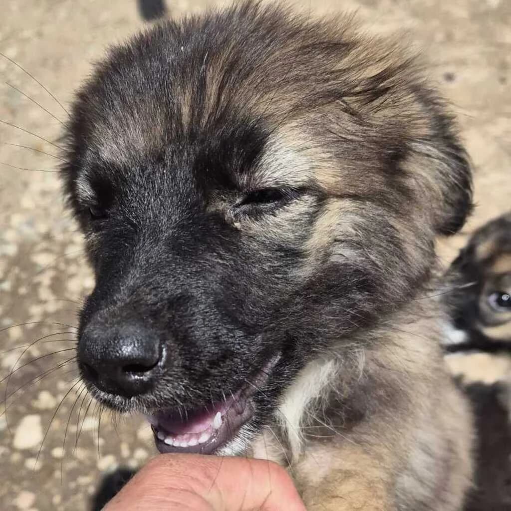 Elise, female puppy Mixed Breed for adoption at SALVA Hundehilfe e.V.