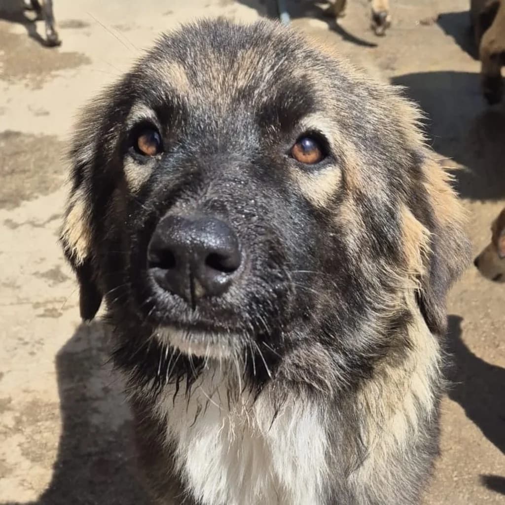 Elise, female puppy Mixed Breed for adoption at SALVA Hundehilfe e.V.