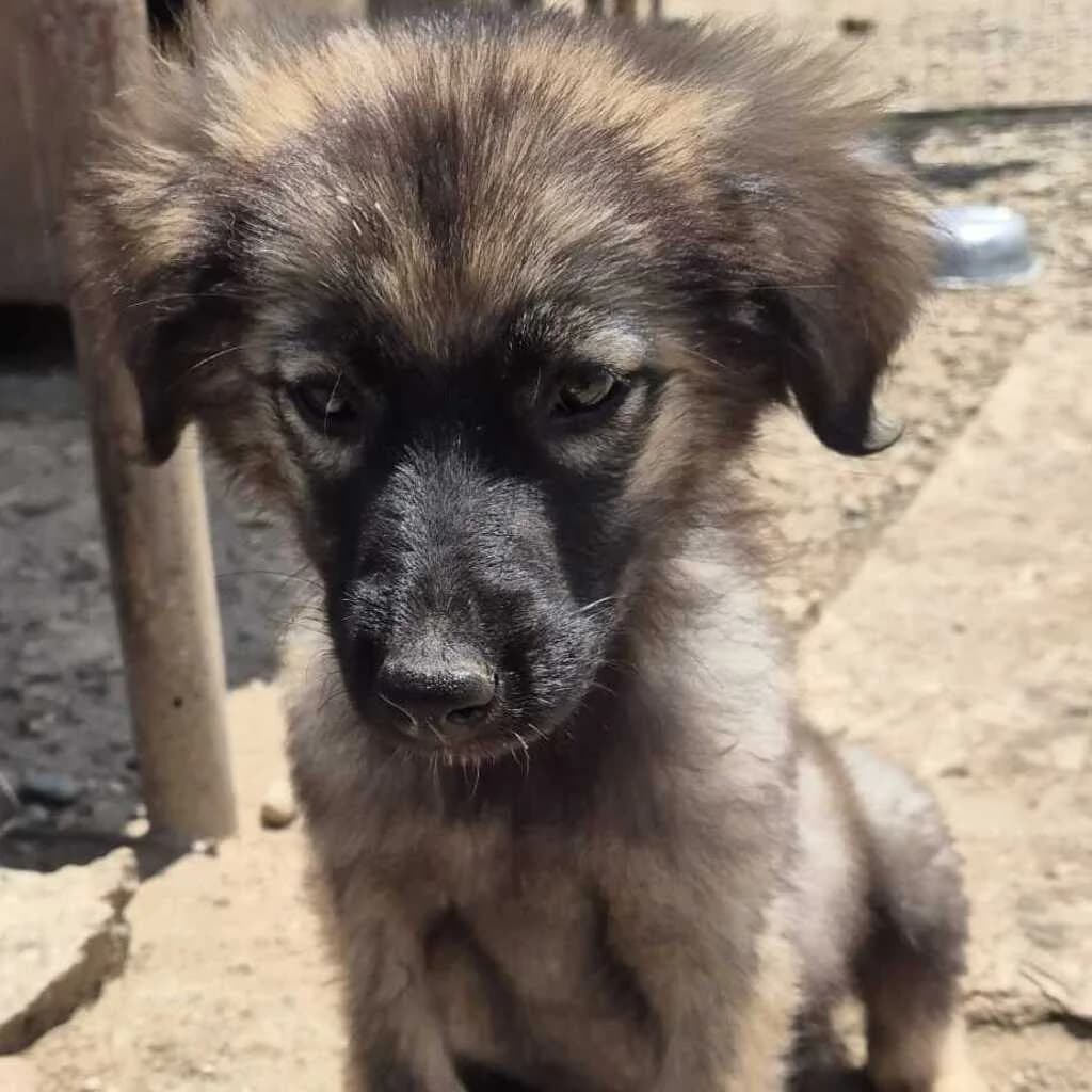 Izzy, female puppy Mixed Breed for adoption at SALVA Hundehilfe e.V.