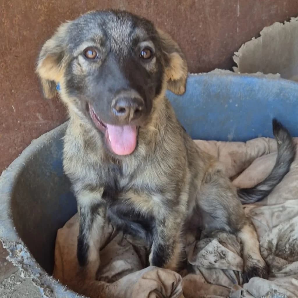 Izzy, female puppy Mixed Breed for adoption at SALVA Hundehilfe e.V.