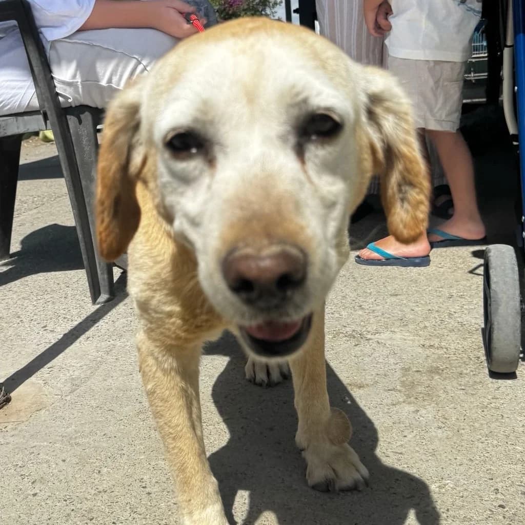 Samba, female senior Labrador Retriever for adoption at SALVA Hundehilfe e.V.