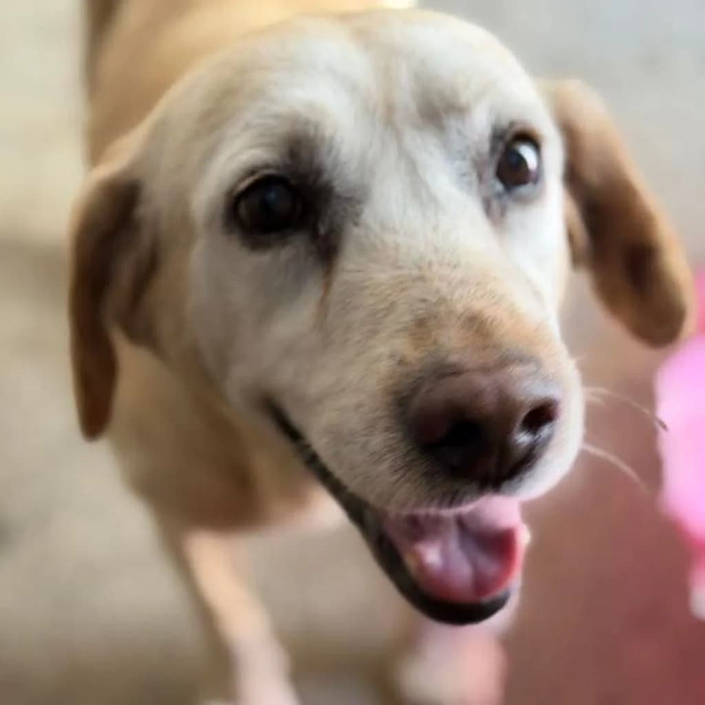Samba, female senior Labrador Retriever for adoption at SALVA Hundehilfe e.V.