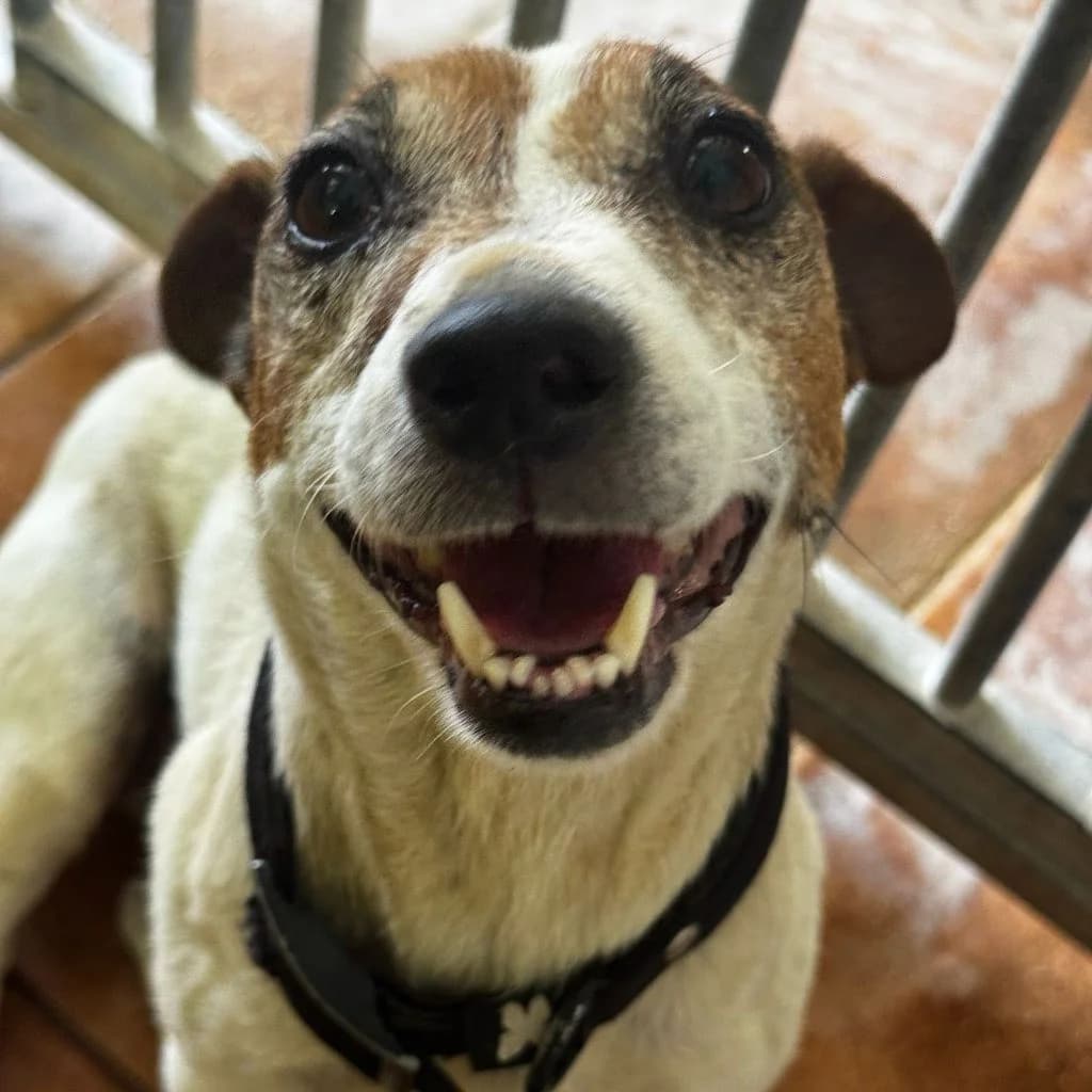 Maruca, female senior Jack Russell Terrier for adoption at SALVA Hundehilfe e.V.