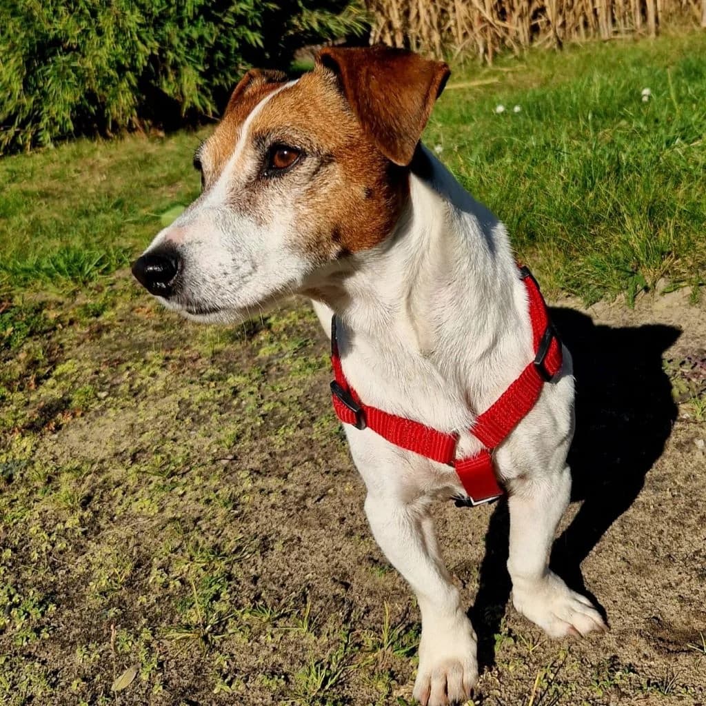 Maruca, female senior Jack Russell Terrier for adoption at SALVA Hundehilfe e.V.