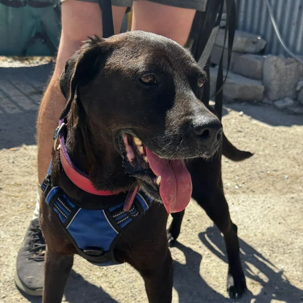Brenda, female senior Labrador Retriever for adoption at SALVA Hundehilfe e.V.
