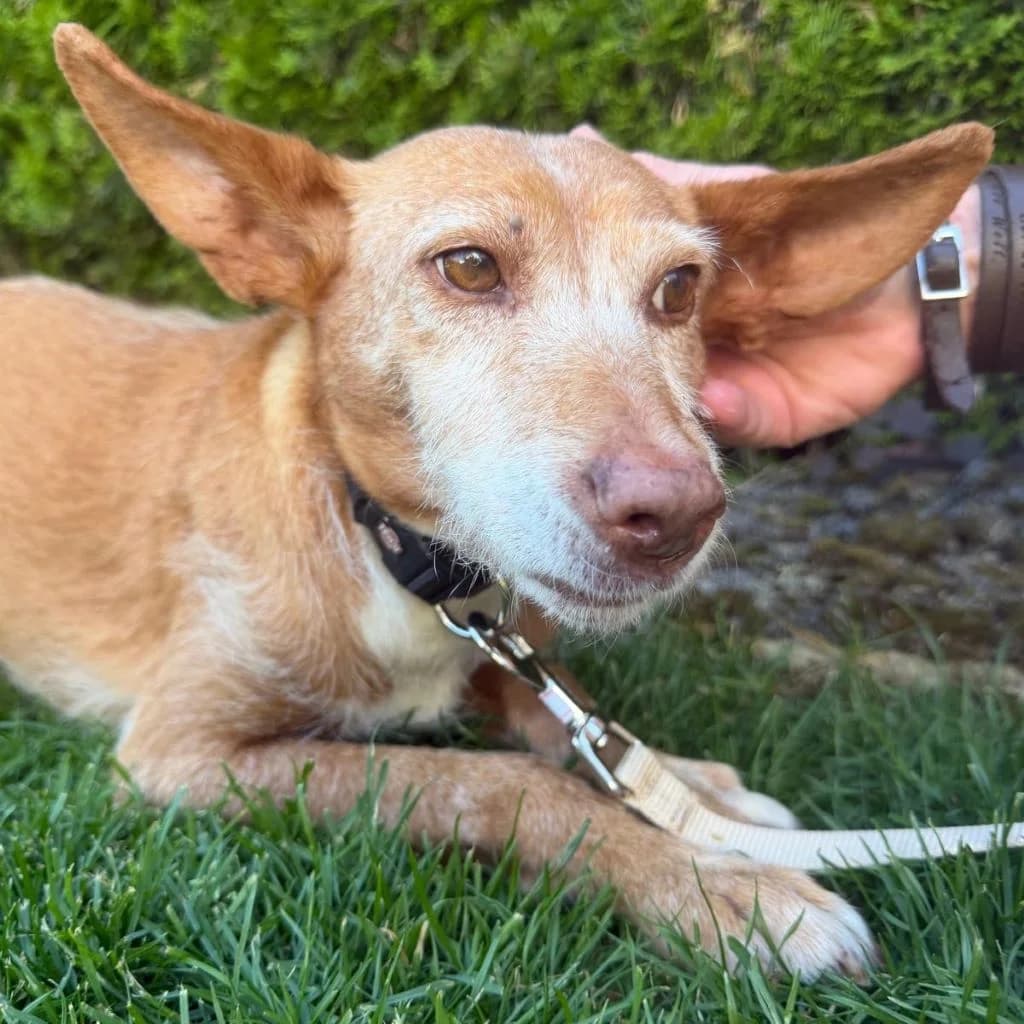 Chispa, female senior Podenco for adoption at SALVA Hundehilfe e.V.